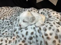 Archie (CKC Registered), a male Maltese for sale in Cullman, AL – Photo 5 of 8