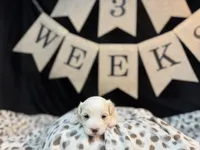 Archie (CKC Registered), a male Maltese for sale in Cullman, AL – Photo 8 of 8