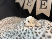 Archie (CKC Registered), a male Maltese for sale in Cullman, AL – Photo 4 of 8