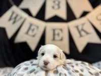 Archie (CKC Registered), a male Maltese for sale in Cullman, AL – Photo 6 of 8