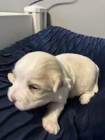 Archie (CKC Registered), a male Maltese for sale in Cullman, AL – Photo 2 of 3