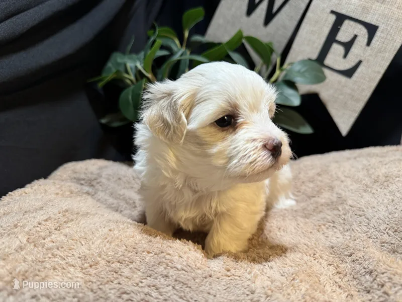 Archie (CKC Registered) – Maltese puppy for sale in Cullman, AL