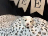 Archie (CKC Registered), a male Maltese for sale in Cullman, AL – Photo 7 of 8