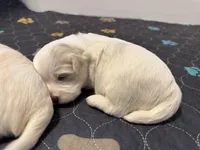 Archie (CKC Registered), a male Maltese for sale in Cullman, AL – Photo 1 of 3