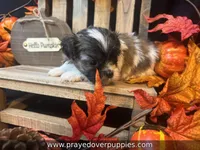 Mia ~ CKC Registered ~ Vet checked & 1st shots, a female Mal Shi for sale in Cullman, AL – 10 of 10