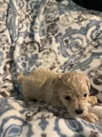 Audi - CKC Reg. Male Maltipoo , a male Maltipoo for sale in Cullman, AL – 5 of 8