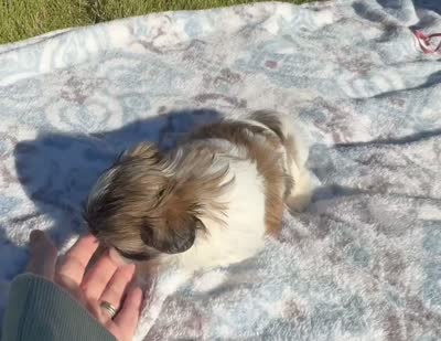 Mia~CKC Registered~Vet checked & 1st Shots - See Videos, a female Mal Shi for sale in Cullman, AL – 3 of 8