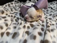 Princess (CKC Registered), a female Mal Shi for sale in Cullman, AL – Photo 2 of 3