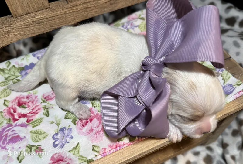 Princess (CKC Registered) – Mal Shi puppy for sale in Cullman, AL