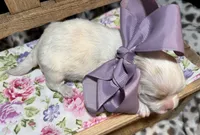 Princess (CKC Registered), a female Mal Shi for sale in Cullman, AL – Photo 1 of 3