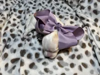 Princess (CKC Registered), a female Mal Shi for sale in Cullman, AL – Photo 3 of 3