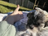 Mia~CKC Registered~Vet checked & 1st Shots - See Videos, a female Mal Shi for sale in Cullman, AL – 8 of 8
