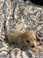 Audi - CKC Reg. Male Maltipoo , a male Maltipoo for sale in Cullman, AL – 8 of 8