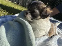 Mia~CKC Registered~Vet checked & 1st Shots - See Videos, a female Mal Shi for sale in Cullman, AL – 5 of 8