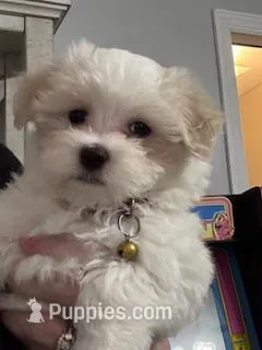 Archie (CKC Registered) – Maltese puppy for sale in Cullman, AL