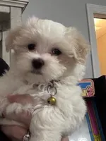 Archie (CKC Registered), a male Maltese for sale in Cullman, AL – Photo 1 of 4