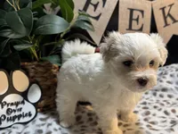 Archie (CKC Registered), a male Maltese for sale in Cullman, AL – Photo 4 of 4