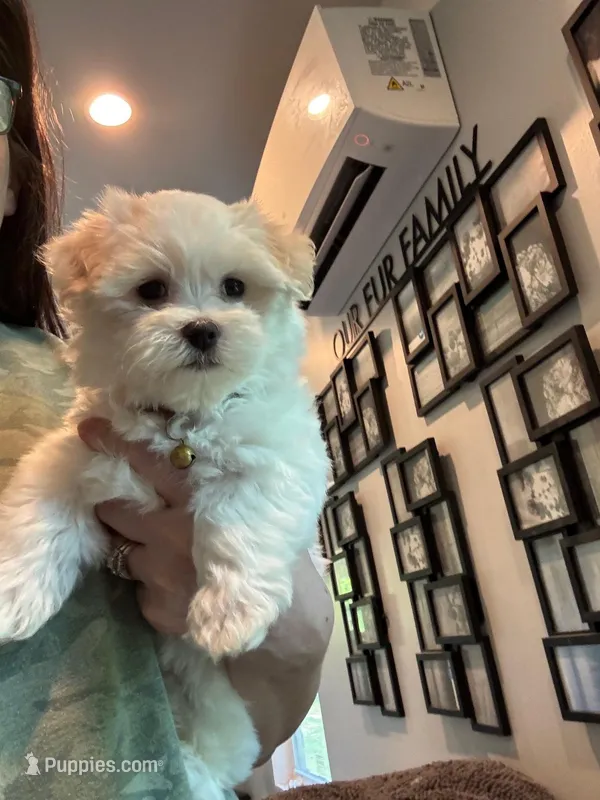 Archie-Registered & 1 yr Guarantee of Genetic Health – Maltese puppy for sale in Cullman, AL