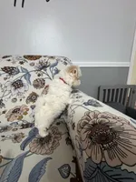 Archie-Registered & 1 yr Guarantee of Genetic Health, a male Maltese for sale in Cullman, AL – Photo 4 of 6