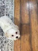 Archie (CKC Registered), a male Maltese for sale in Cullman, AL – Photo 2 of 4