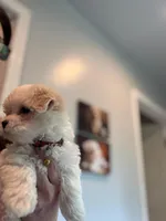 Archie-Registered & 1 yr Guarantee of Genetic Health, a male Maltese for sale in Cullman, AL – Photo 6 of 6