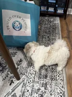 Archie (CKC Registered), a male Maltese for sale in Cullman, AL – Photo 3 of 4