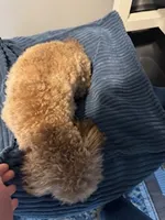 Gigi, a female Poodle - Toy  for sale in Cullman, AL – Photo 5 of 5