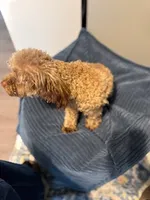 Gigi, a female Poodle - Toy  for sale in Cullman, AL – Photo 3 of 5