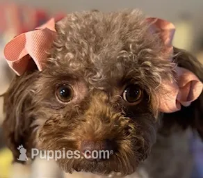 Gigi, a female Poodle - Toy  for sale in Cullman, AL – Photo 4 of 5