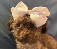 Gigi, a female Poodle - Toy  for sale in Cullman, AL – Photo 1 of 5