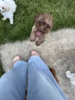 Gigi, a female Poodle - Toy  for sale in Cullman, AL – Photo 2 of 5