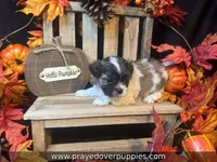 Mia ~ CKC Registered ~ Vet checked & 1st shots, a female Mal Shi for sale in Cullman, AL – 6 of 10