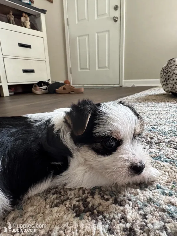 Coco-CKC Registered-Reserve Me – Morkie puppy for sale in Cullman, AL