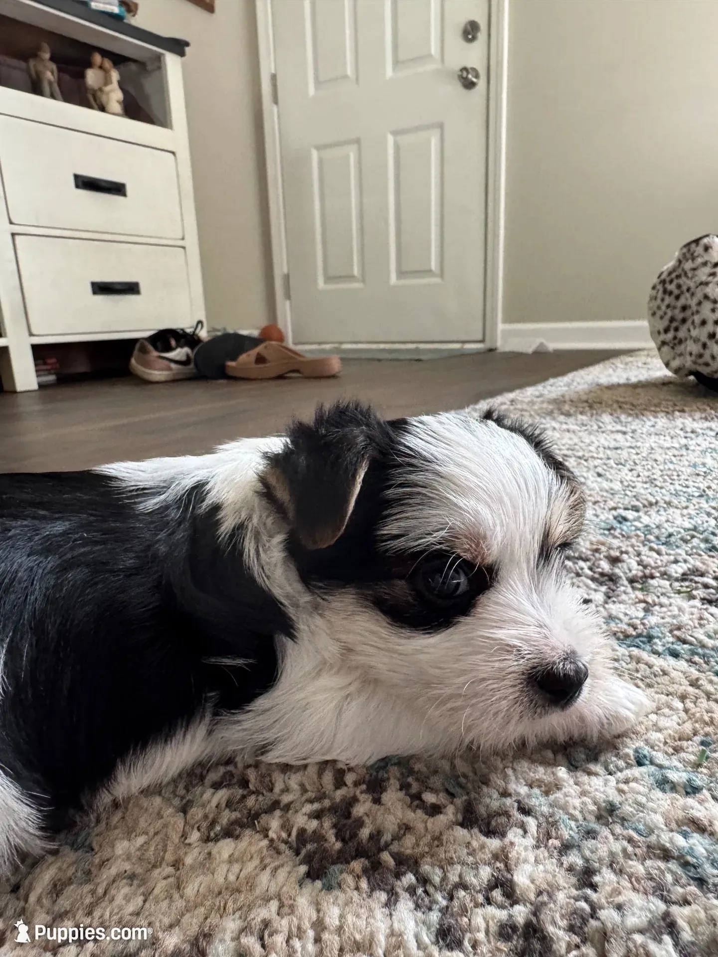 Coco-CKC Registered Morkie, a female Morkie for sale in Cullman, AL – 2 of 6