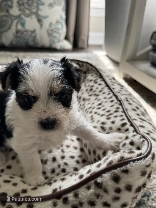 Coco-CKC Registered Morkie – Morkie puppy for sale in Cullman, AL