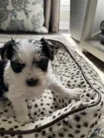 Coco-CKC Registered Morkie, a female Morkie for sale in Cullman, AL – 1 of 6