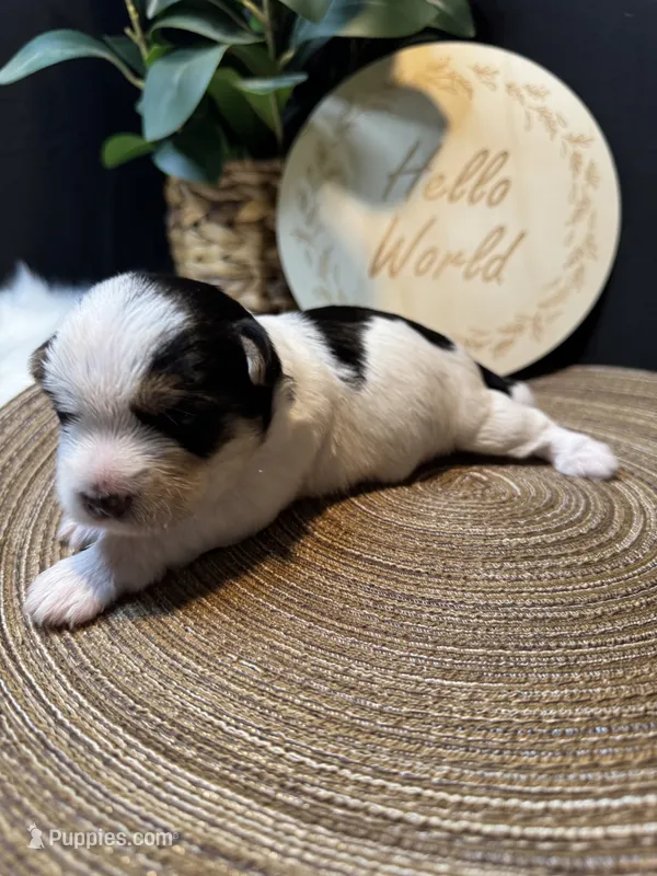 Coco-CKC Registered-Reserve Me – Morkie puppy for sale in Cullman, AL