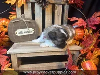 Mia ~ CKC Registered ~ Vet checked & 1st shots, a female Mal Shi for sale in Cullman, AL – 5 of 10