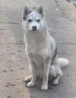 Ivar, a male Pomsky for sale in Pleasant Lake, MI – Photo 3 of 3