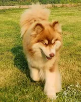 Reba, a female Pomsky for sale in Pleasant Lake, MI – Photo 2 of 4