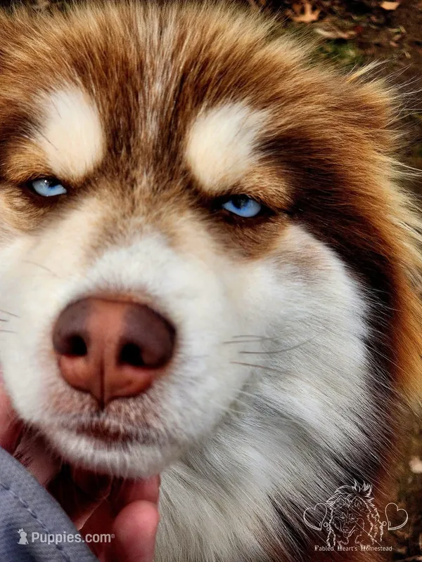 Reba – Pomsky puppy for sale in Pleasant Lake, MI