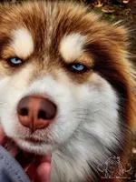 Reba, a female Pomsky for sale in Pleasant Lake, MI – Photo 1 of 4