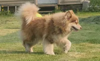Reba, a female Pomsky for sale in Pleasant Lake, MI – Photo 3 of 4