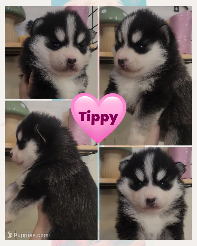 Tippy