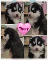Tippy, a female Pomsky for sale in Pleasant Lake, MI – Photo 1 of 2