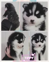 Tippy, a female Pomsky for sale in Pleasant Lake, MI – Photo 2 of 2