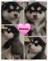 Rowan, a female Pomsky for sale in Pleasant Lake, MI – Photo 1 of 2