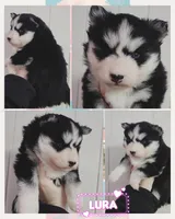 Lura, a female Pomsky for sale in Pleasant Lake, MI – Photo 2 of 2