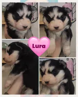 Lura, a female Pomsky for sale in Pleasant Lake, MI – Photo 1 of 2