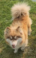 Reba, a female Pomsky for sale in Pleasant Lake, MI – Photo 2 of 4
